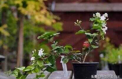 css茉莉花,茉莉花一年四季的变化